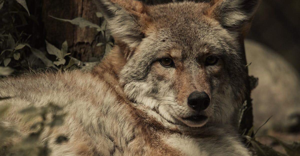 découvrez les dernières actualités et informations insolites sur les animaux du monde entier : animaux sauvages, domestiques, protection de la faune et nouveautés scientifiques.